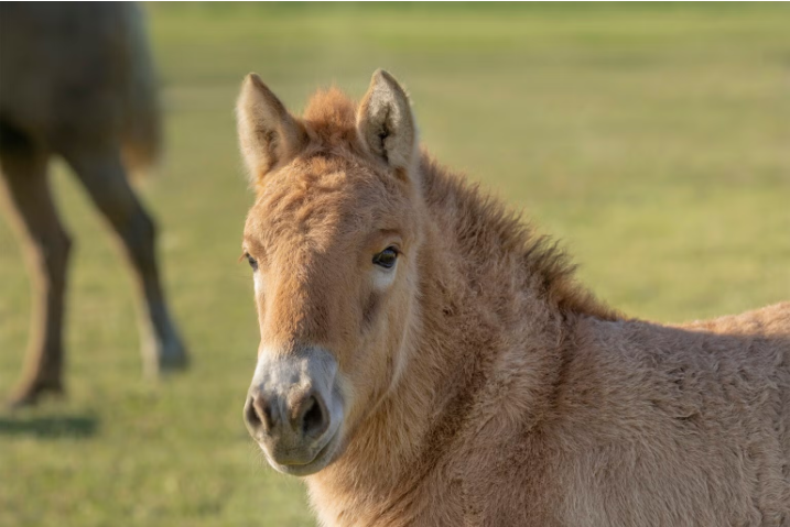 Ollie, the world’s second-ever cloned Przewalski’s horse, is the genetic twin of Kurt and a carrier of new DNA that will play a key role in saving his species (Photo Credit: San Diego Zoo Wildlife Alliance).